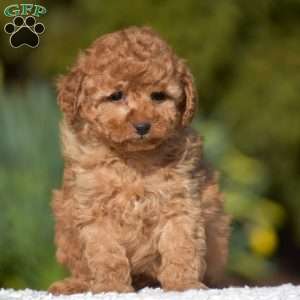 Keith, Miniature Poodle Puppy